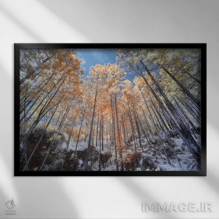 تابلو دکوراتیو درختان بلند اثر گلاوکو منهالی - نمای قابدار مشکی