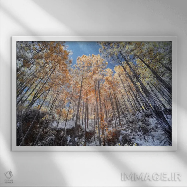 تابلو دکوراتیو درختان بلند اثر گلاوکو منهالی - نمای قابدار سفید