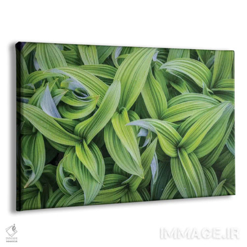 تابلو دکوراتیو برگ های پای مرداب در الگوهای انتزاعی ۱، ایالت واشنگتن اثر گری لوهم - نمای پرسپکتیو محصول