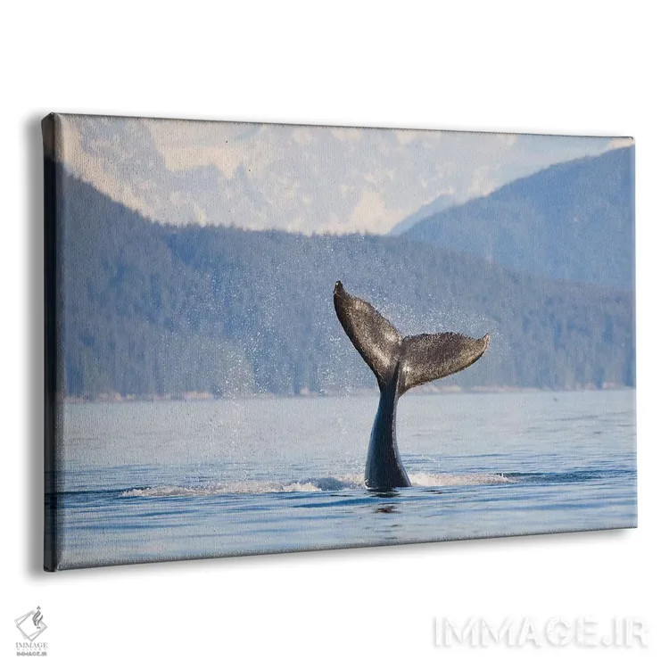 تابلو دکوراتیو Icy Strait, Alaska, USA,دم نهنگ گوژپشت جوان، تنگه یخی، آلاسکا… اثر گری لوهم - نمای پرسپکتیو محصول