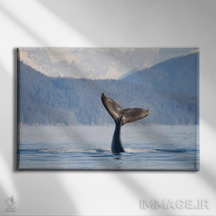 تابلو دکوراتیو Icy Strait, Alaska, USA,دم نهنگ گوژپشت جوان، تنگه یخی، آلاسکا… اثر گری لوهم - نمای روبهرو روی دیوار