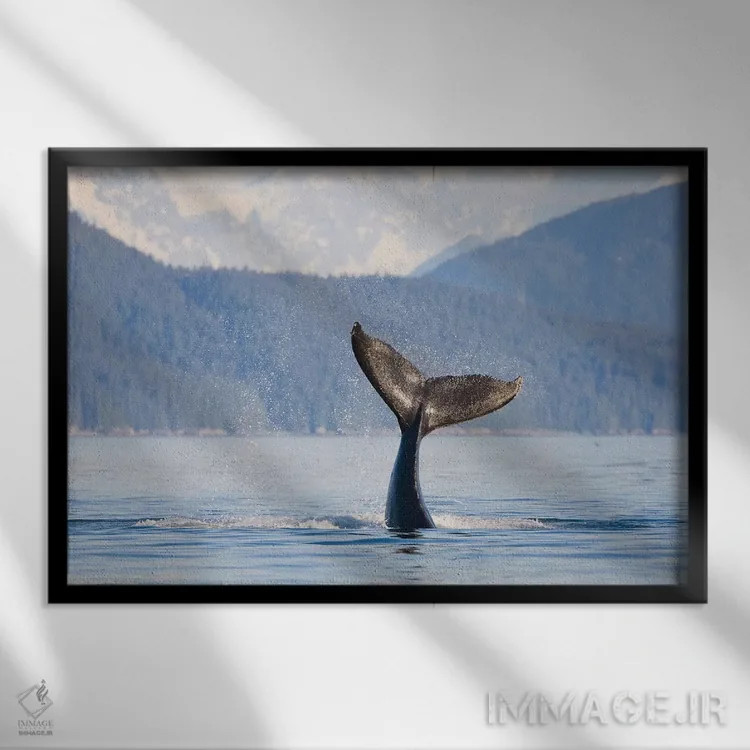 تابلو دکوراتیو Icy Strait, Alaska, USA,دم نهنگ گوژپشت جوان، تنگه یخی، آلاسکا… اثر گری لوهم - نمای قابدار مشکی