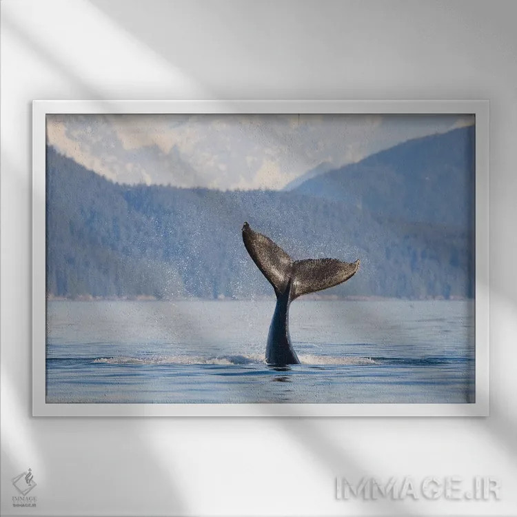 تابلو دکوراتیو Icy Strait, Alaska, USA,دم نهنگ گوژپشت جوان، تنگه یخی، آلاسکا… اثر گری لوهم - نمای قابدار سفید