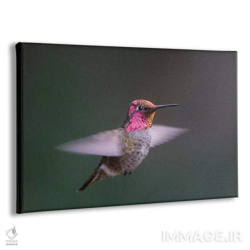 تابلو دکوراتیو WA. Male Anna's Hummingbird displays its gorget while hovering… اثر گری لوهم - نمای پرسپکتیو محصول