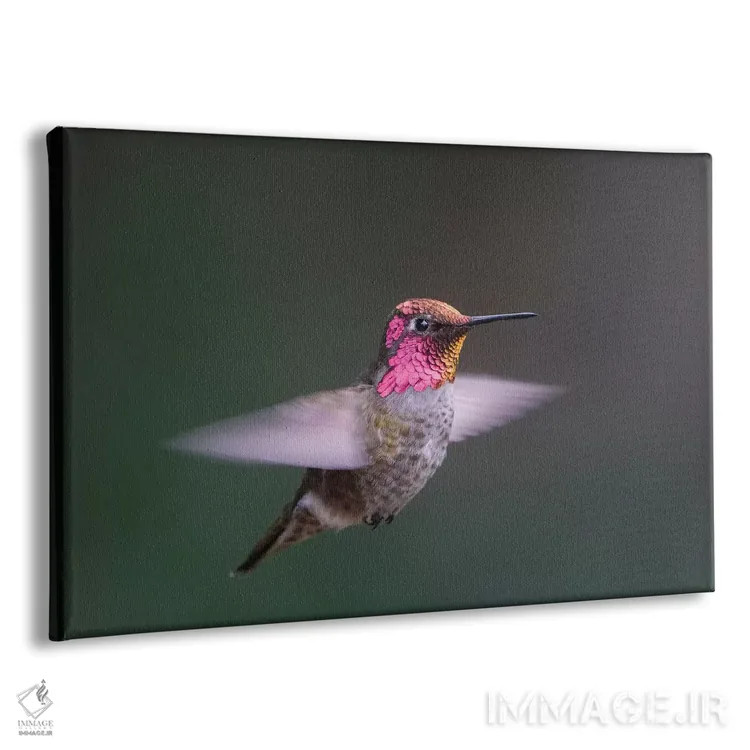 تابلو دکوراتیو WA. Male Anna's Hummingbird displays its gorget while hovering… اثر گری لوهم - نمای پرسپکتیو محصول