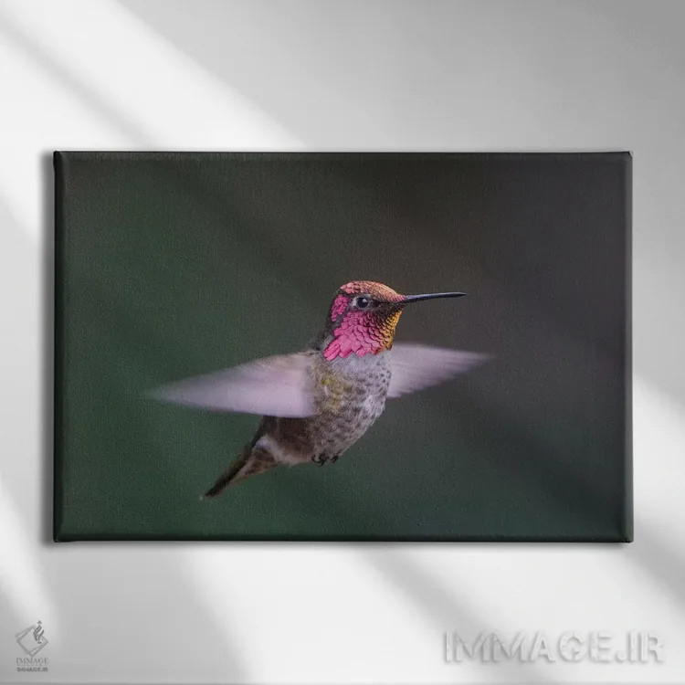 تابلو دکوراتیو WA. Male Anna's Hummingbird displays its gorget while hovering… اثر گری لوهم - نمای روبهرو روی دیوار