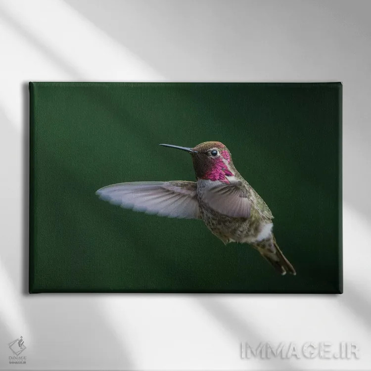 تابلو دکوراتیو WA. Male Anna's Hummingbird displays its gorget while hovering… اثر گری لوهم - نمای روبهرو روی دیوار