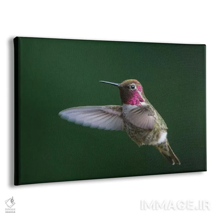 تابلو دکوراتیو WA. Male Anna's Hummingbird displays its gorget while hovering… اثر گری لوهم - نمای پرسپکتیو محصول