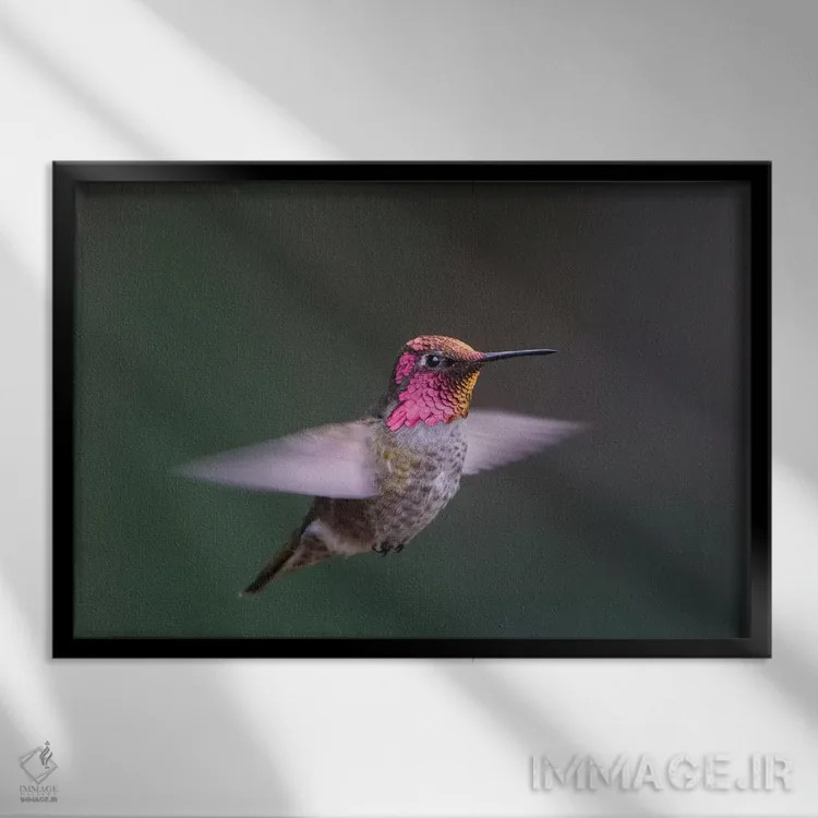 تابلو دکوراتیو WA. Male Anna's Hummingbird displays its gorget while hovering… اثر گری لوهم - نمای قابدار مشکی