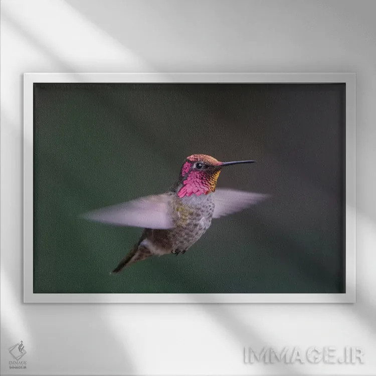 تابلو دکوراتیو WA. Male Anna's Hummingbird displays its gorget while hovering… اثر گری لوهم - نمای قابدار سفید
