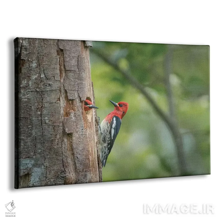 تابلو دکوراتیو WA. Red-breasted Sapsucker mated pair at their nest in a red a… اثر گری لوهم - نمای پرسپکتیو محصول