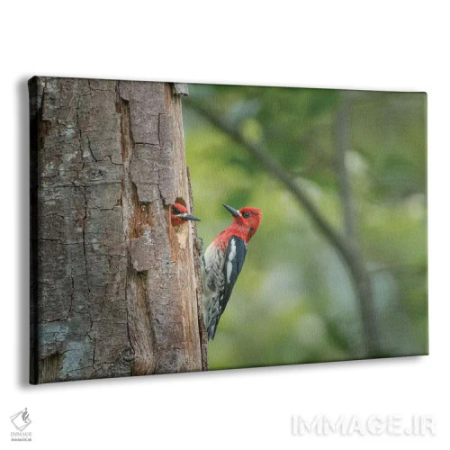 تابلو دکوراتیو WA. Red-breasted Sapsucker mated pair at their nest in a red a… اثر گری لوهم - نمای پرسپکتیو محصول