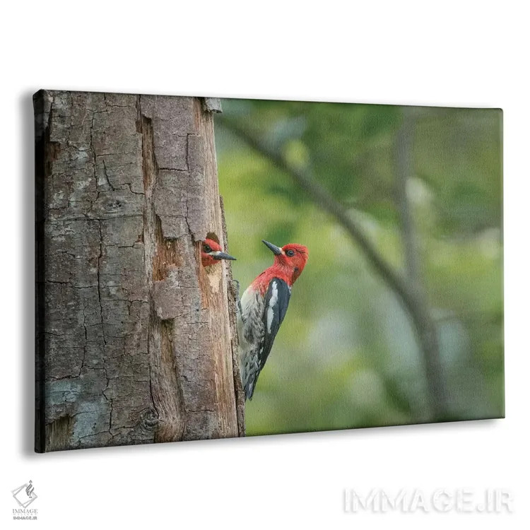 تابلو دکوراتیو WA. Red-breasted Sapsucker mated pair at their nest in a red a… اثر گری لوهم - نمای پرسپکتیو محصول