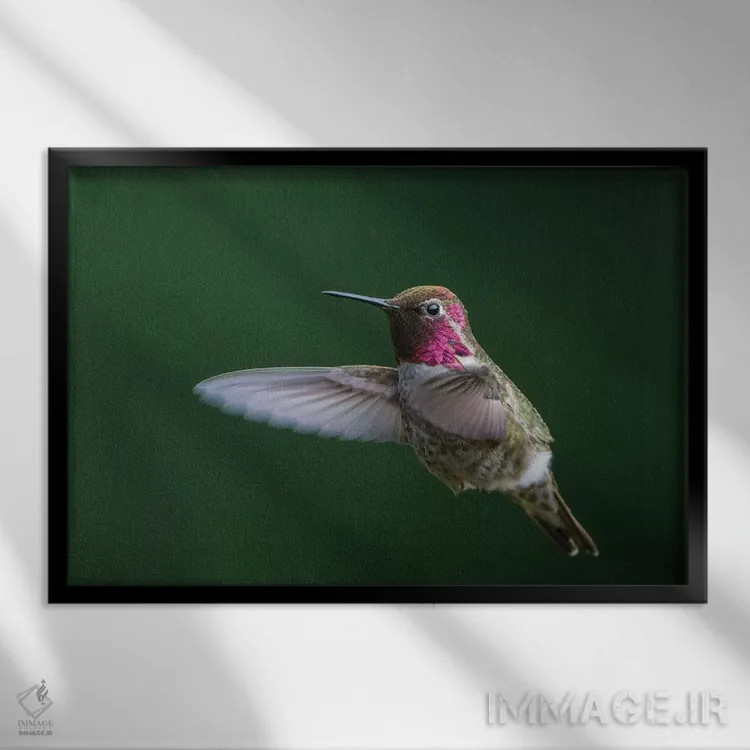 تابلو دکوراتیو WA. Male Anna's Hummingbird displays its gorget while hovering… اثر گری لوهم - نمای قابدار مشکی
