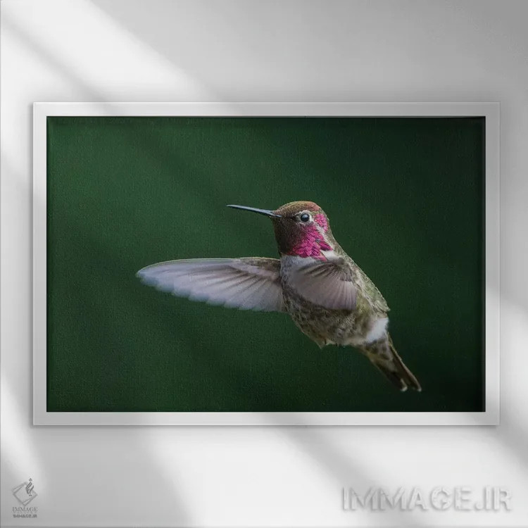 تابلو دکوراتیو WA. Male Anna's Hummingbird displays its gorget while hovering… اثر گری لوهم - نمای قابدار سفید