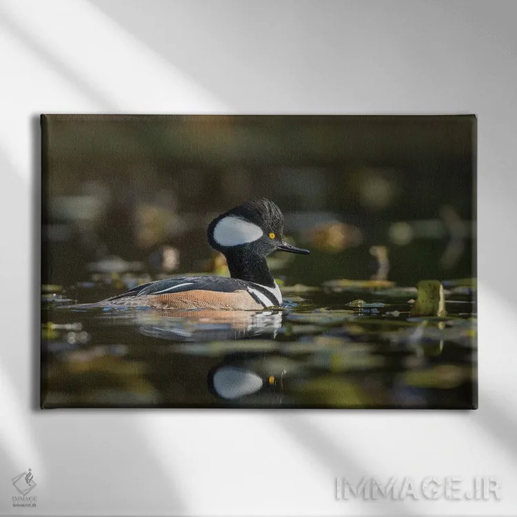 تابلو دکوراتیو WA. Male Hooded Merganser among lily pads on Union Bay in Seat… اثر گری لوهم - نمای روبهرو روی دیوار