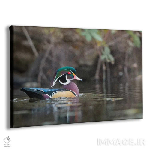 تابلو دکوراتیو Washington State. Male Wood Duck on a pond in Seattle.,اردک چو… اثر گری لوهم - نمای پرسپکتیو محصول