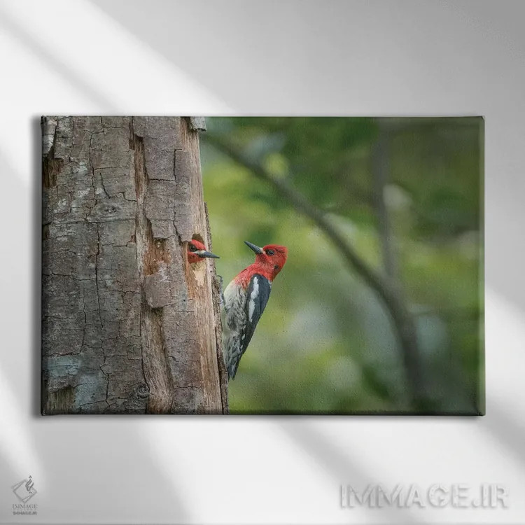 تابلو دکوراتیو WA. Red-breasted Sapsucker mated pair at their nest in a red a… اثر گری لوهم - نمای روبهرو روی دیوار