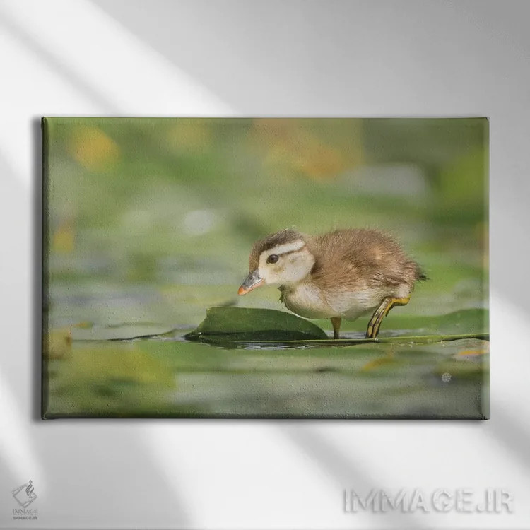 تابلو دکوراتیو Washington State. Wood Duck duckling on lily pad in western Wa… اثر گری لوهم - نمای روبهرو روی دیوار