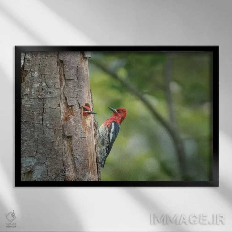 تابلو دکوراتیو WA. Red-breasted Sapsucker mated pair at their nest in a red a… اثر گری لوهم - نمای قابدار مشکی