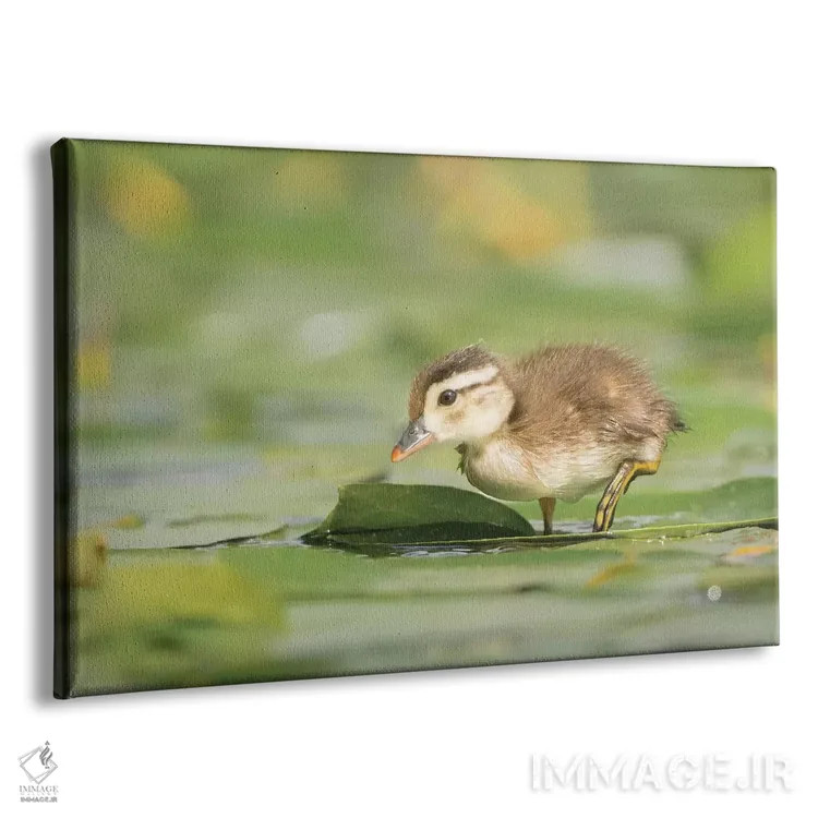 تابلو دکوراتیو Washington State. Wood Duck duckling on lily pad in western Wa… اثر گری لوهم - نمای پرسپکتیو محصول
