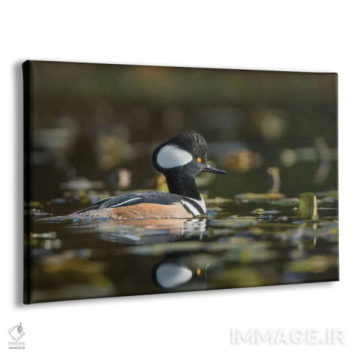 تابلو دکوراتیو WA. Male Hooded Merganser among lily pads on Union Bay in Seat… اثر گری لوهم - نمای پرسپکتیو محصول