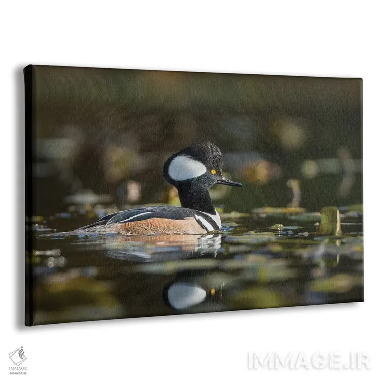 تابلو دکوراتیو WA. Male Hooded Merganser among lily pads on Union Bay in Seat… اثر گری لوهم - نمای پرسپکتیو محصول