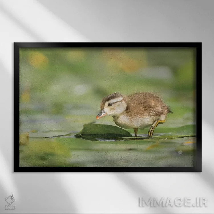 تابلو دکوراتیو Washington State. Wood Duck duckling on lily pad in western Wa… اثر گری لوهم - نمای قابدار مشکی