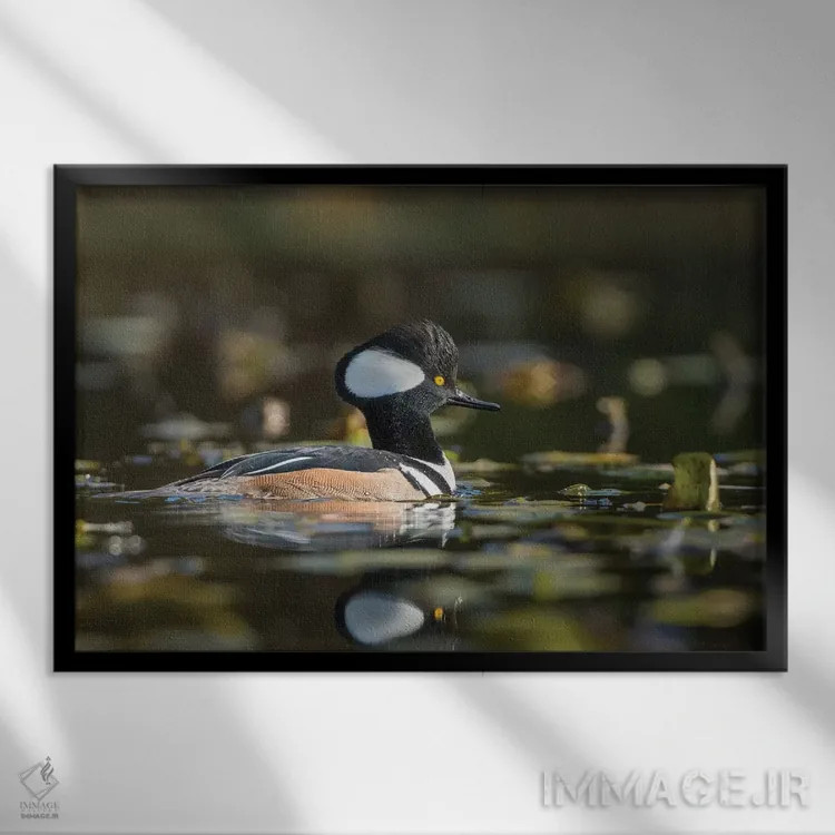 تابلو دکوراتیو WA. Male Hooded Merganser among lily pads on Union Bay in Seat… اثر گری لوهم - نمای قابدار مشکی