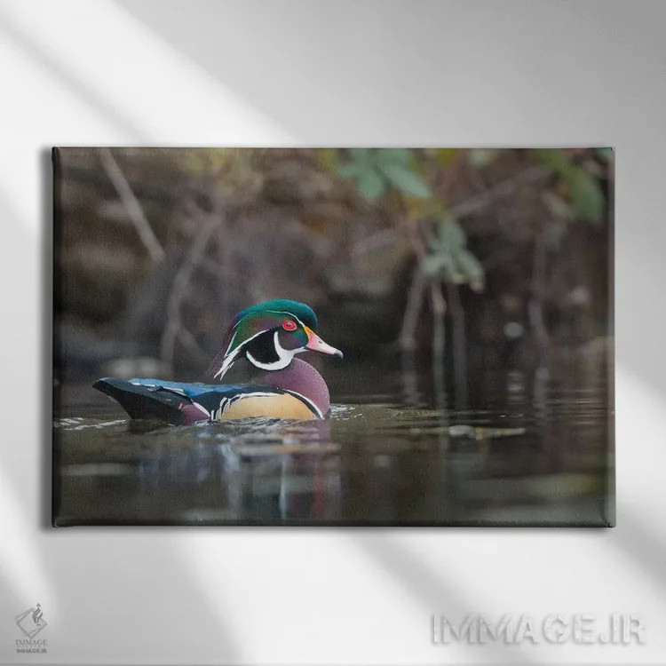 تابلو دکوراتیو Washington State. Male Wood Duck on a pond in Seattle.,اردک چو… اثر گری لوهم - نمای روبهرو روی دیوار