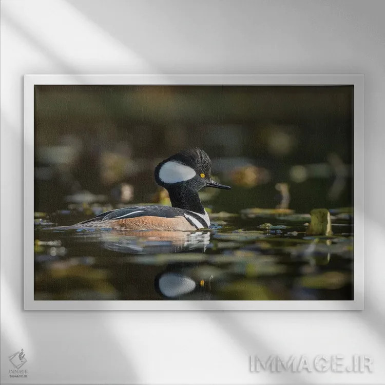 تابلو دکوراتیو WA. Male Hooded Merganser among lily pads on Union Bay in Seat… اثر گری لوهم - نمای قابدار سفید