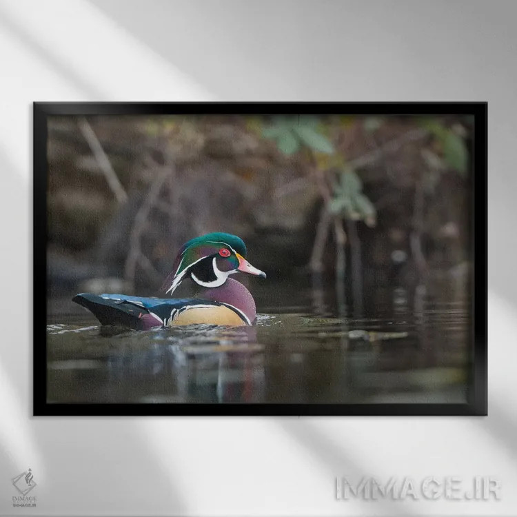 تابلو دکوراتیو Washington State. Male Wood Duck on a pond in Seattle.,اردک چو… اثر گری لوهم - نمای قابدار مشکی