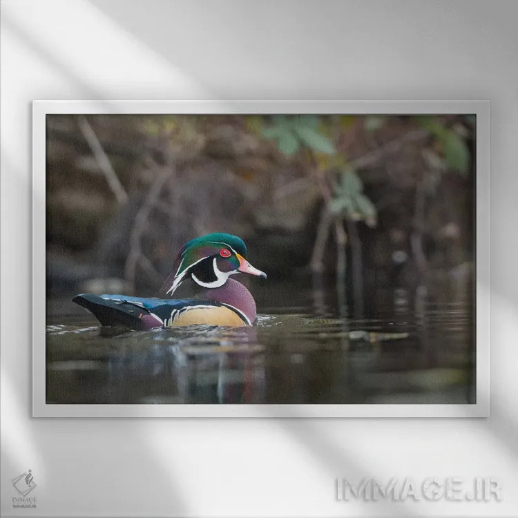 تابلو دکوراتیو Washington State. Male Wood Duck on a pond in Seattle.,اردک چو… اثر گری لوهم - نمای قابدار سفید
