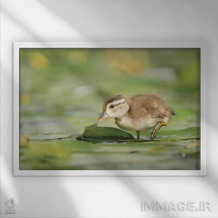 تابلو دکوراتیو Washington State. Wood Duck duckling on lily pad in western Wa… اثر گری لوهم - نمای قابدار سفید