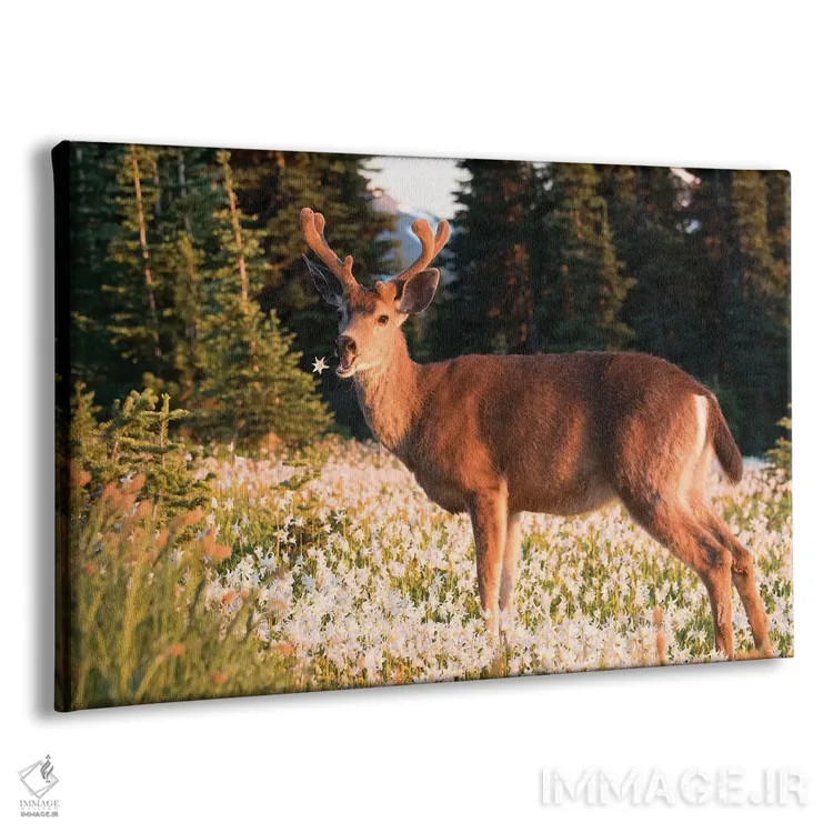 تابلو دکوراتیو a buck in velvet, eating Avalanche Lily in a subalpine meadow… اثر گری لوهم - نمای پرسپکتیو محصول