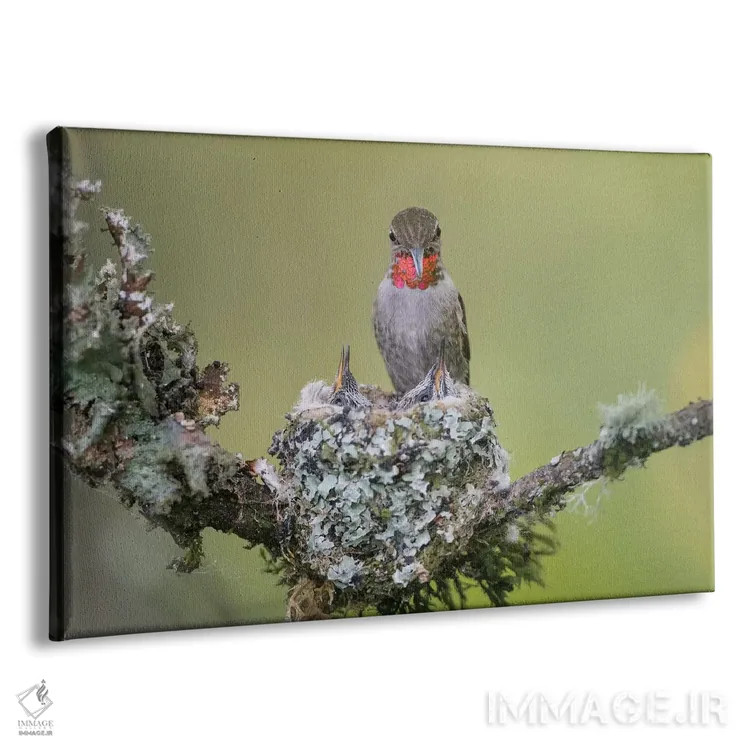 تابلو دکوراتیو Redmond.,مگس خوار آنا ماده در حال تغذیه دو جوجه در لانه، پارک… اثر گری لوهم - نمای پرسپکتیو محصول