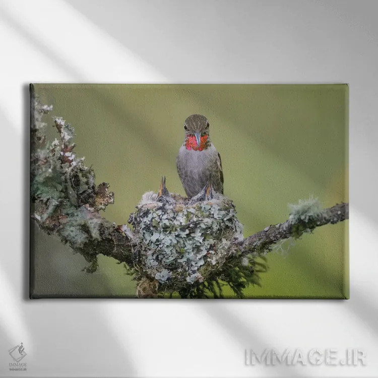 تابلو دکوراتیو Redmond.,مگس خوار آنا ماده در حال تغذیه دو جوجه در لانه، پارک… اثر گری لوهم - نمای روبهرو روی دیوار