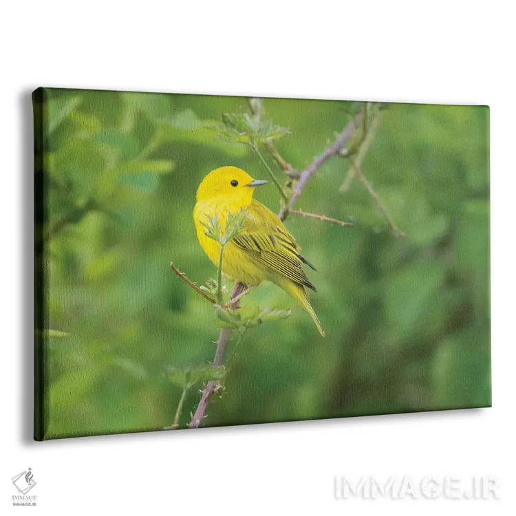 تابلو دکوراتیو Redmond.,پرنده واربلر زرد نر در لباس جفت گیری، نشسته بر شاخه… اثر گری لوهم - نمای پرسپکتیو محصول