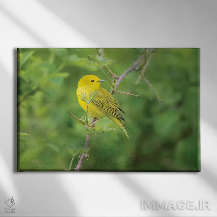 تابلو دکوراتیو Redmond.,پرنده واربلر زرد نر در لباس جفت گیری، نشسته بر شاخه… اثر گری لوهم - نمای روبهرو روی دیوار