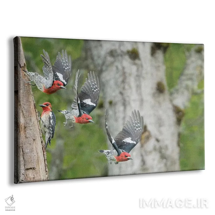 تابلو دکوراتیو چند تصویر از دارکوک سرخ سینه درحال پرواز از لانه اش در درخت تو… اثر گری لوهم - نمای پرسپکتیو محصول