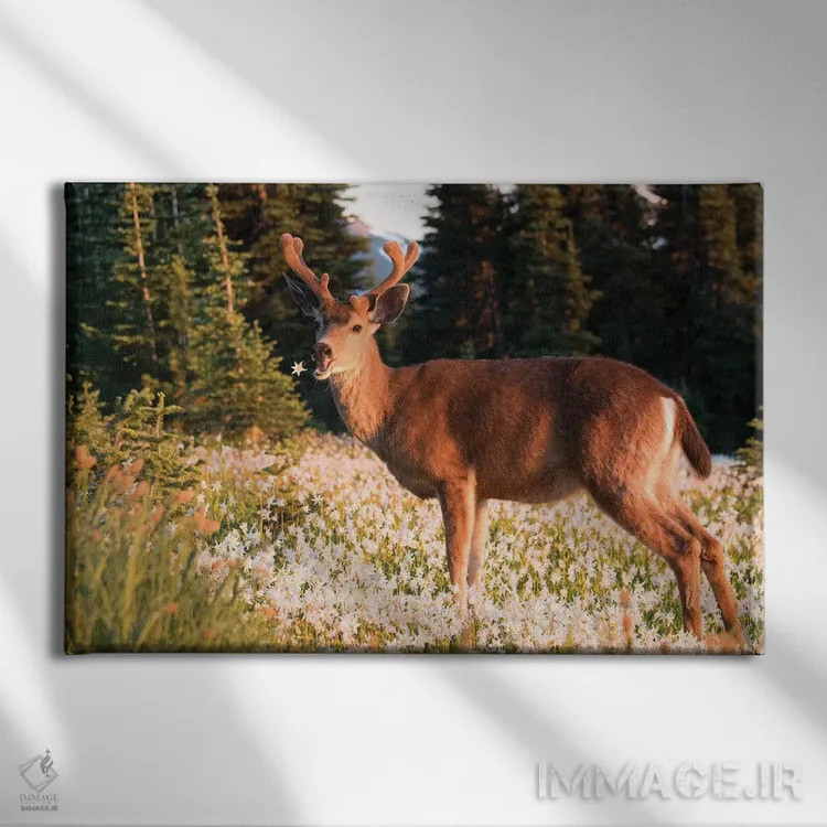 تابلو دکوراتیو a buck in velvet, eating Avalanche Lily in a subalpine meadow… اثر گری لوهم - نمای روبهرو روی دیوار