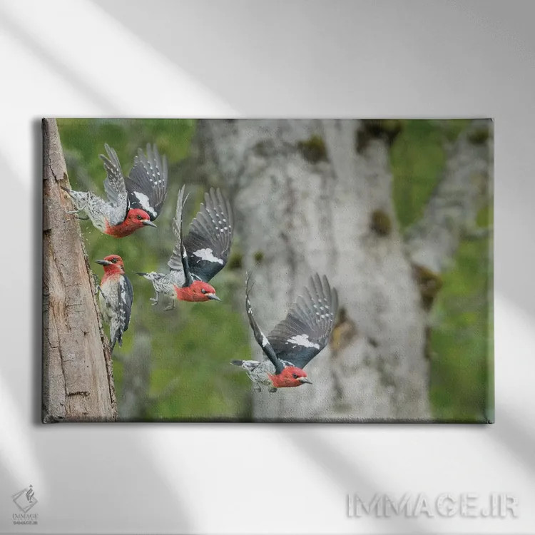 تابلو دکوراتیو چند تصویر از دارکوک سرخ سینه درحال پرواز از لانه اش در درخت تو… اثر گری لوهم - نمای روبهرو روی دیوار