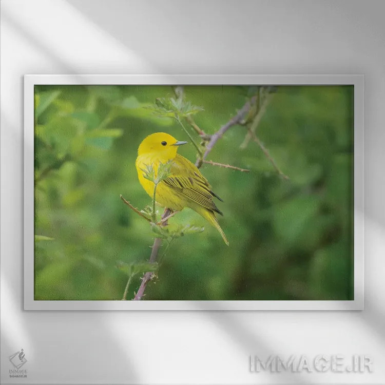 تابلو دکوراتیو Redmond.,پرنده واربلر زرد نر در لباس جفت گیری، نشسته بر شاخه… اثر گری لوهم - نمای قابدار سفید