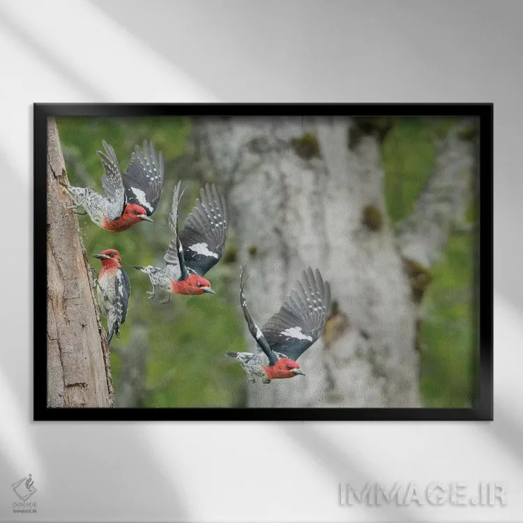 تابلو دکوراتیو چند تصویر از دارکوک سرخ سینه درحال پرواز از لانه اش در درخت تو… اثر گری لوهم - نمای قابدار مشکی