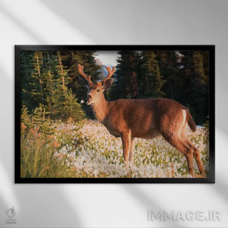 تابلو دکوراتیو a buck in velvet, eating Avalanche Lily in a subalpine meadow… اثر گری لوهم - نمای قابدار مشکی