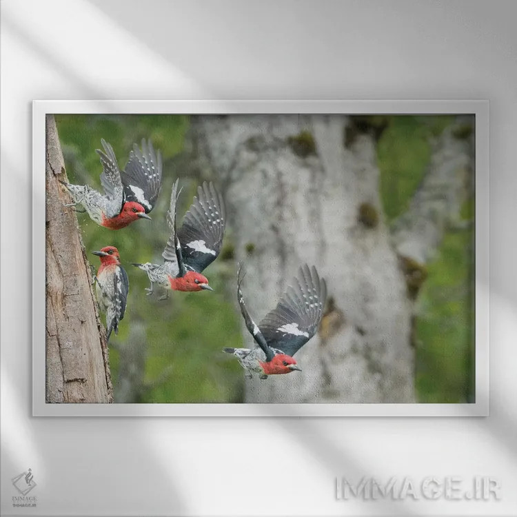 تابلو دکوراتیو چند تصویر از دارکوک سرخ سینه درحال پرواز از لانه اش در درخت تو… اثر گری لوهم - نمای قابدار سفید