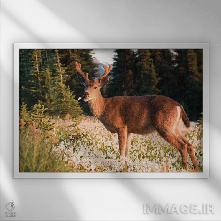 تابلو دکوراتیو a buck in velvet, eating Avalanche Lily in a subalpine meadow… اثر گری لوهم - نمای قابدار سفید