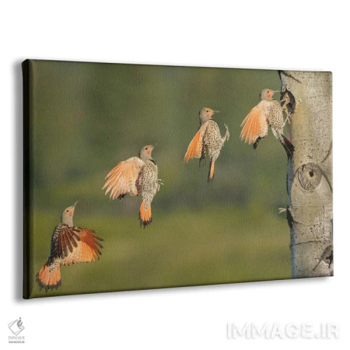 تابلو دکوراتیو British Columbia. Northern Flicker flies to nest hole.,دارکوب… اثر گری لوهم - نمای پرسپکتیو محصول