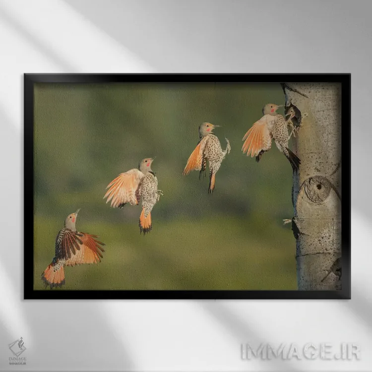 تابلو دکوراتیو British Columbia. Northern Flicker flies to nest hole.,دارکوب… اثر گری لوهم - نمای قابدار مشکی