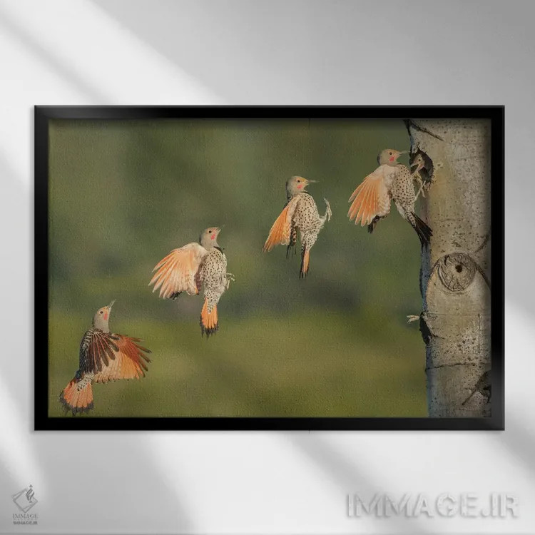 تابلو دکوراتیو British Columbia. Northern Flicker flies to nest hole.,دارکوب… اثر گری لوهم - نمای قابدار مشکی